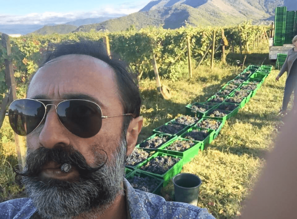 man picking grapes