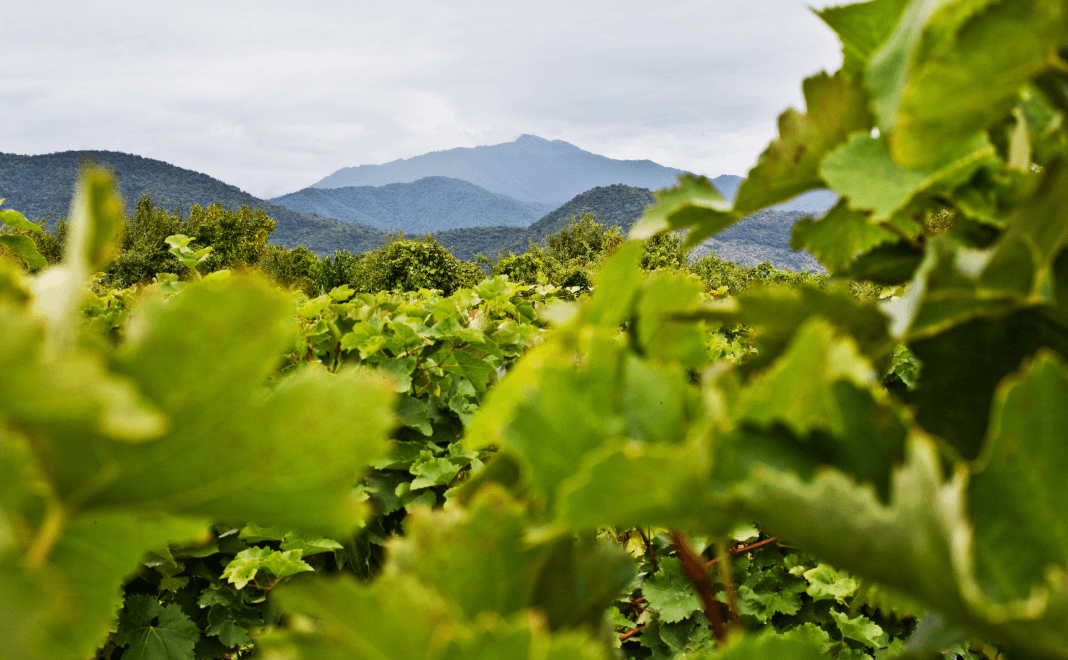 vineyards against the backdrop of mountains